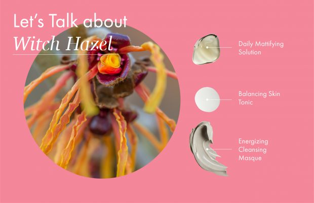 this simple diagram shows the benefits of witch hazel by using it as a toner or face mask